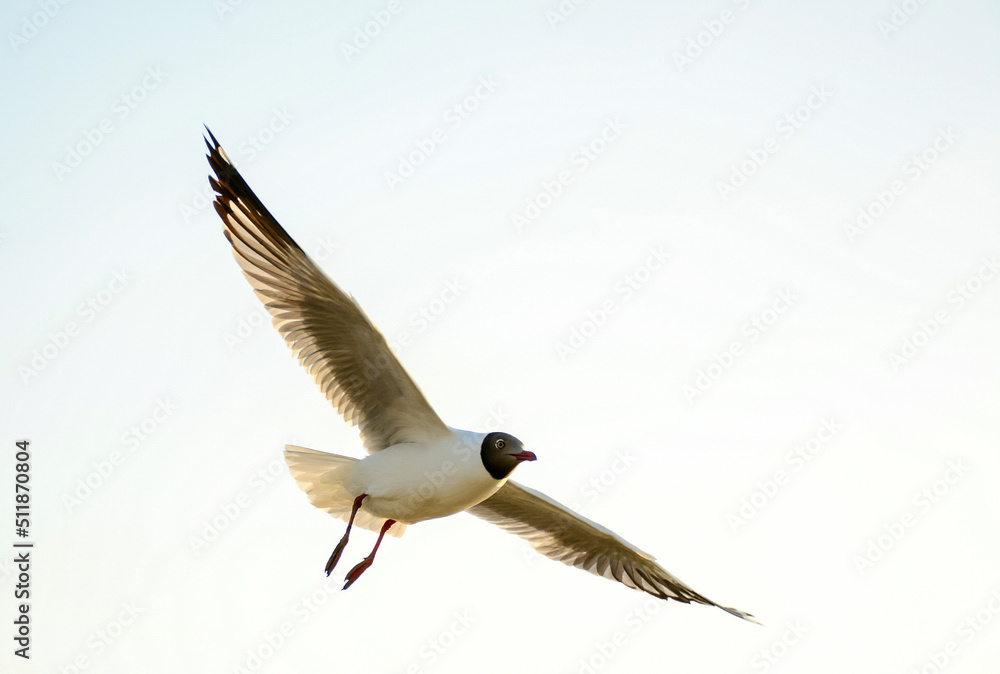 Obraz premium seagull in flight