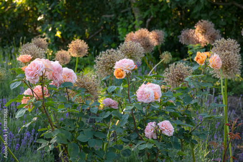 Verblühender Zierlauch und blühende englische Rosen vor einer Hecke im Bauerngarten von Haus Ripshorst in Oberhausen