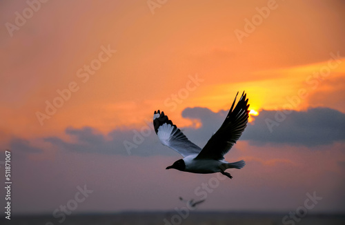 Photography birds in sunset