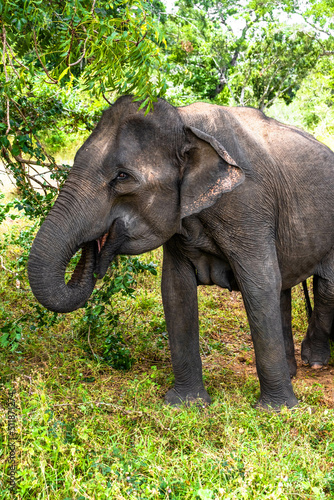 safari   l  phants sri lanka asie 