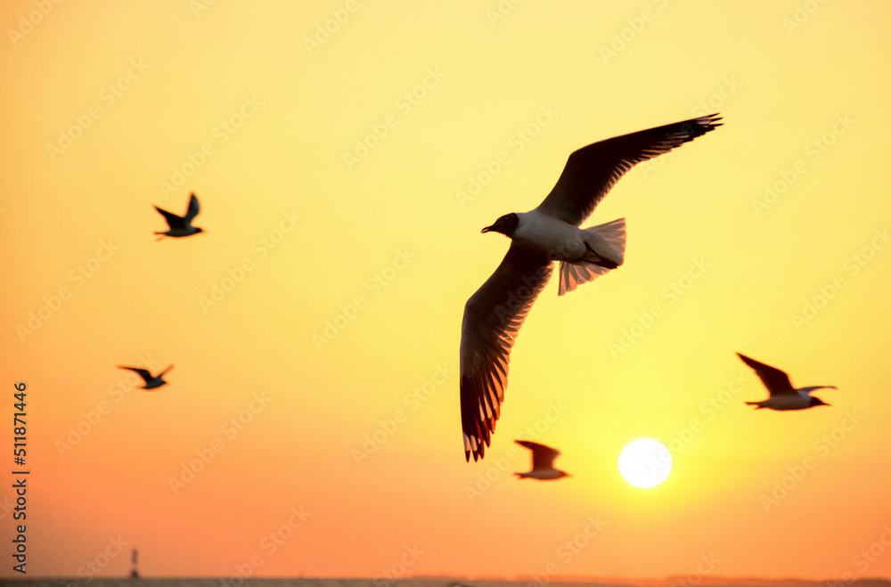Fototapeta premium seagull in the sunset