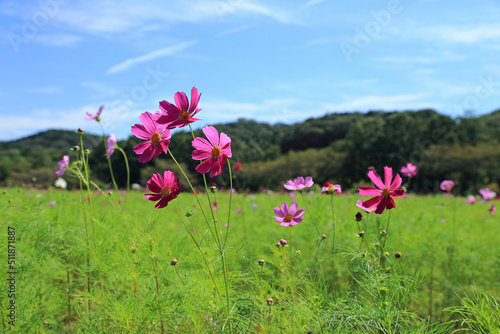 ピンクのコスモスの花