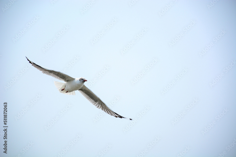 Obraz premium seagull in flight