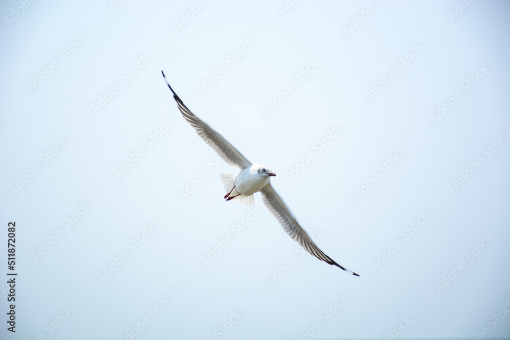 Obraz premium seagull in flight