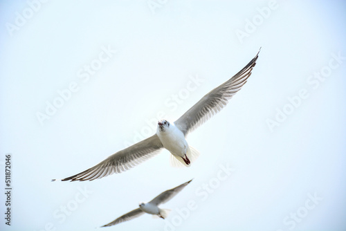 seagull in flight © Siri.P
