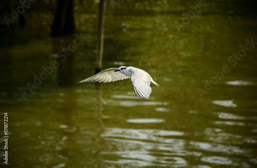 heron in flight