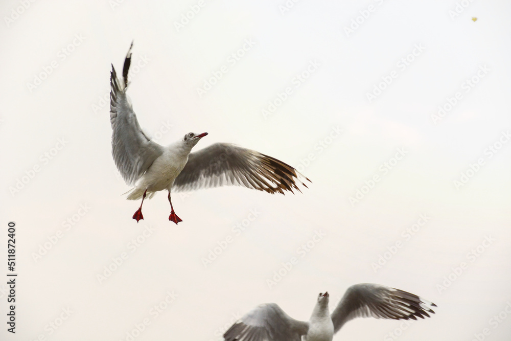 Obraz premium white stork in flight