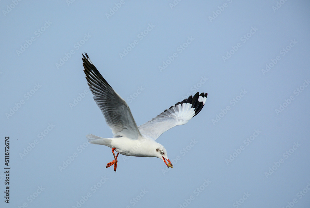 Obraz premium seagull in flight