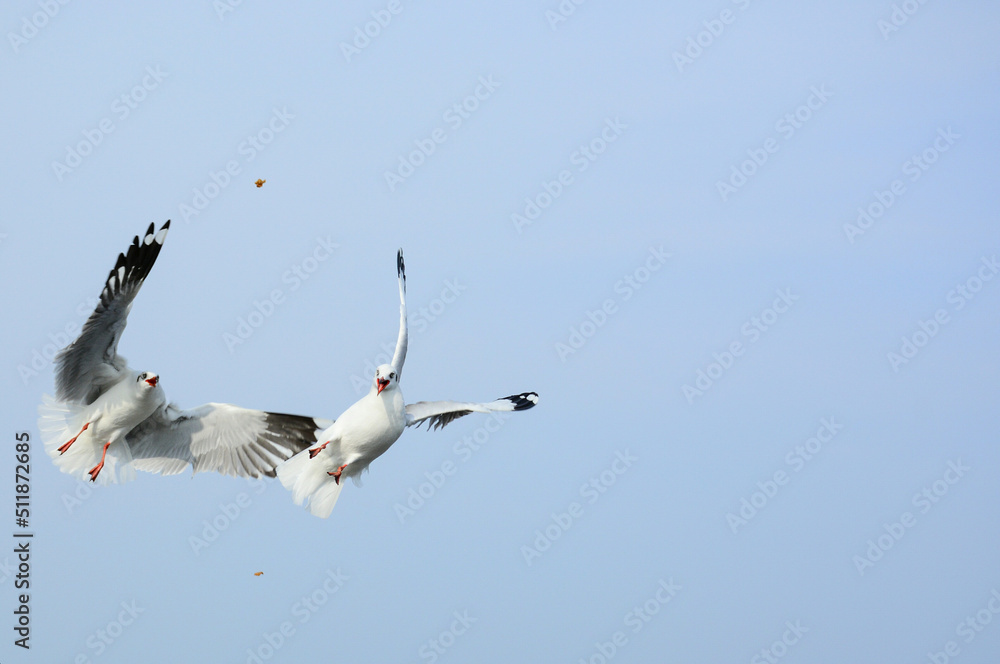 Obraz premium seagulls in flight
