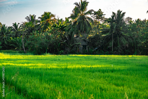 rizières Sri Lanka palmiers 