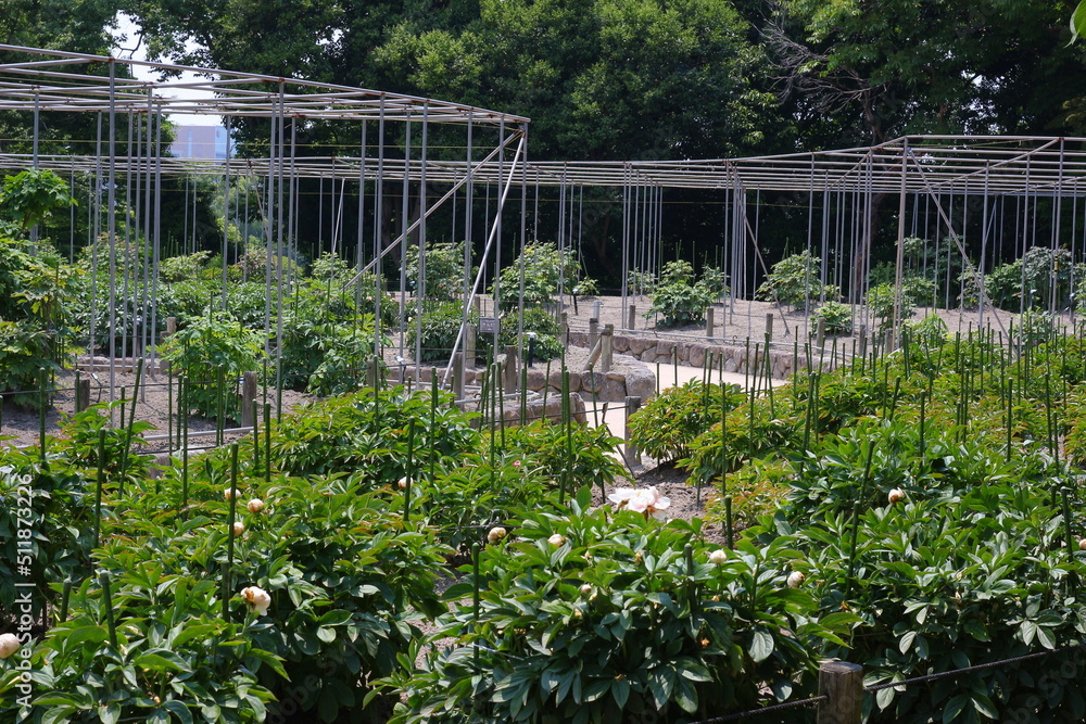 Fototapeta premium 緑に囲まれた福岡城跡。石垣や塀などの歴史的建造物。福岡城は舞鶴公園と大濠公園にある。日本、福岡県