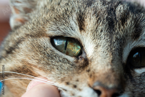 Close up portrait of a cat eye 