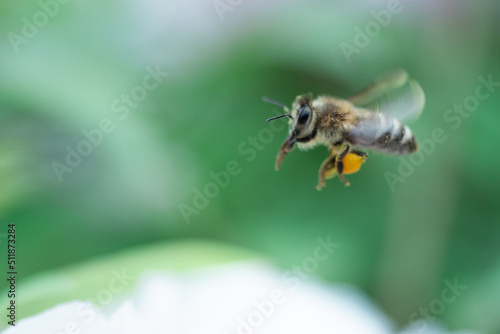 Little bee flying to the flower with pollen on her legs