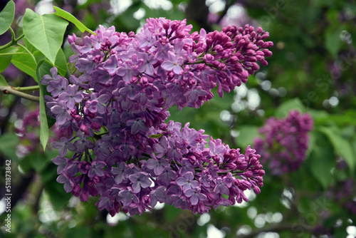 Blooming lilac trees in the Lilacs garden in Moscow