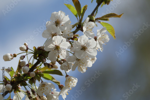 Cerisier des oiseaux (Prunus avium)