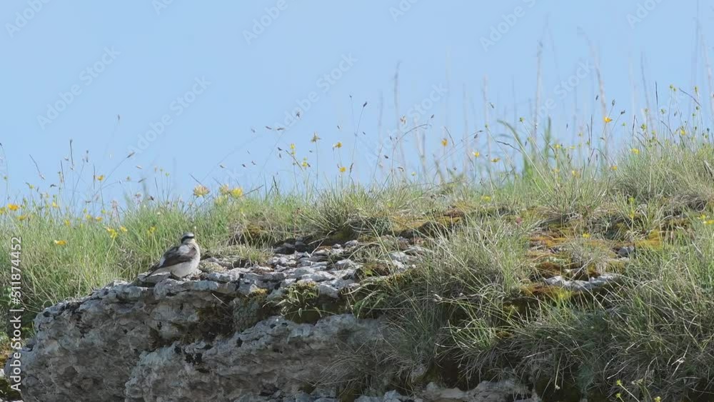 Cleaning time for the Northern wheatear (Oenanthe oenanthe) Cleaning time for the Northern wheatear (Oenanthe oenanthe)