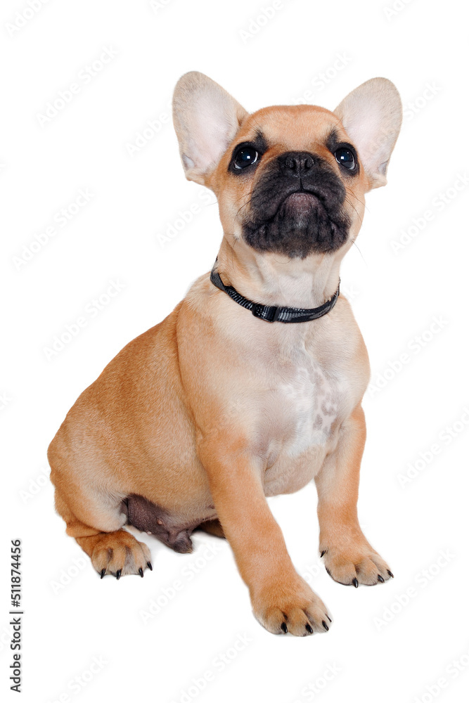 Sad french puppy bulldog is sitting on at clean white background