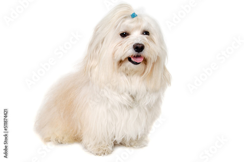 Happe Coton De Tulear dog sitting on a clean white background photo