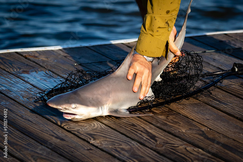 Shark fishing