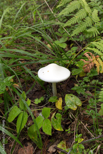 View of amanita bisporigera mushroom