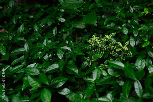 Wallpaper Mural 日本の東京港区赤坂4丁目のグリーン Torontodigital.ca