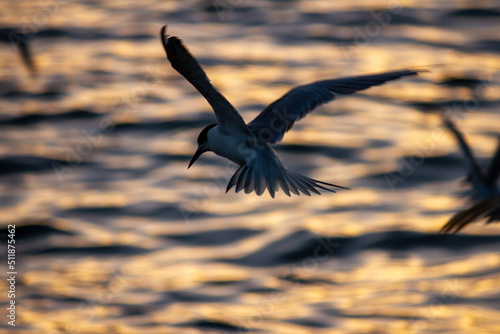 Seabird @ sunset photo