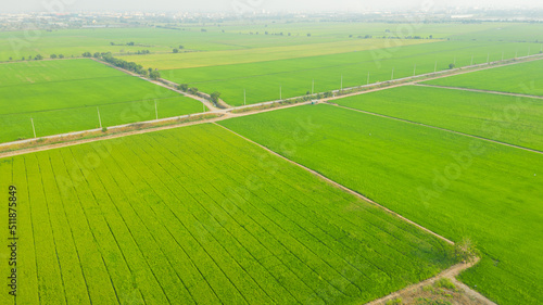 aerial view from flying drone of Field rice with landscape green pattern nature background, top view field rice  © waranyu