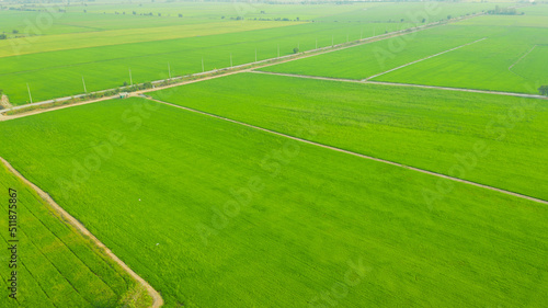 aerial view from flying drone of Field rice with landscape green pattern nature background, top view field rice 