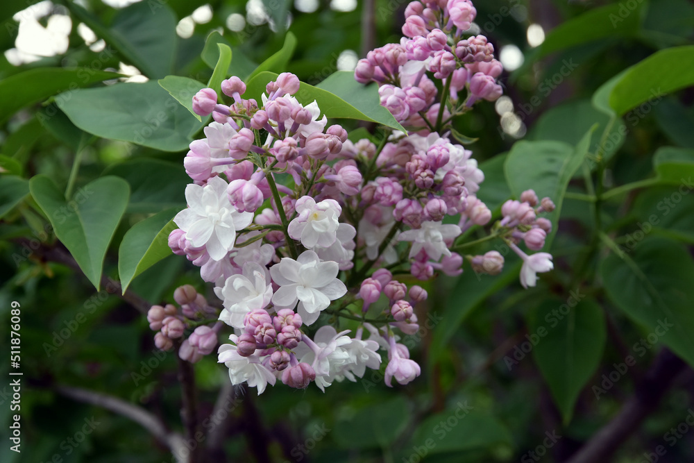 Blooming lilac trees in the Lilacs garden in Moscow Blooming lilac trees in the Lilacs garden in Moscow