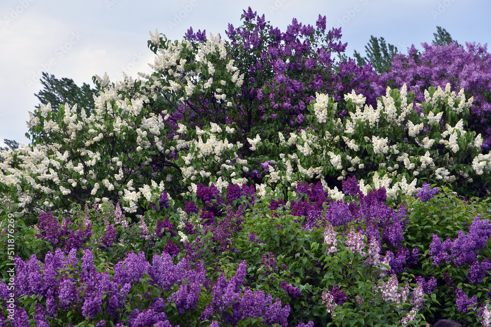 Blooming lilac trees in the Lilacs garden in Moscow Blooming lilac trees in the Lilacs garden in Moscow