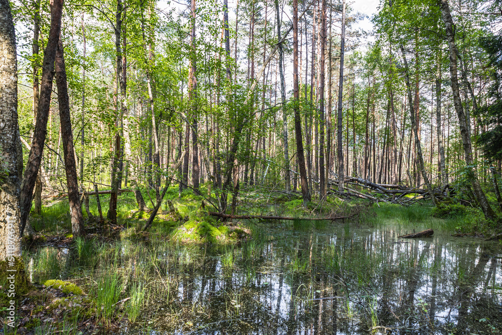 Swamp surrounded by forest. Swampy land and wetland, marsh, bog Swamp surrounded by forest. Swampy land and wetland, marsh, bog