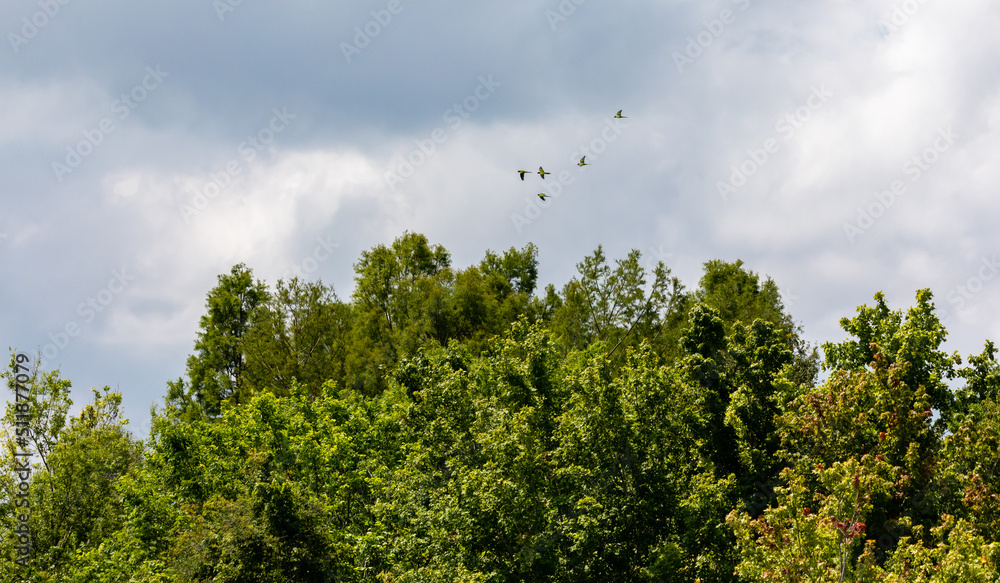 Obraz premium Florida Life