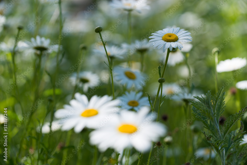 daisies in the grass daisies in the grass