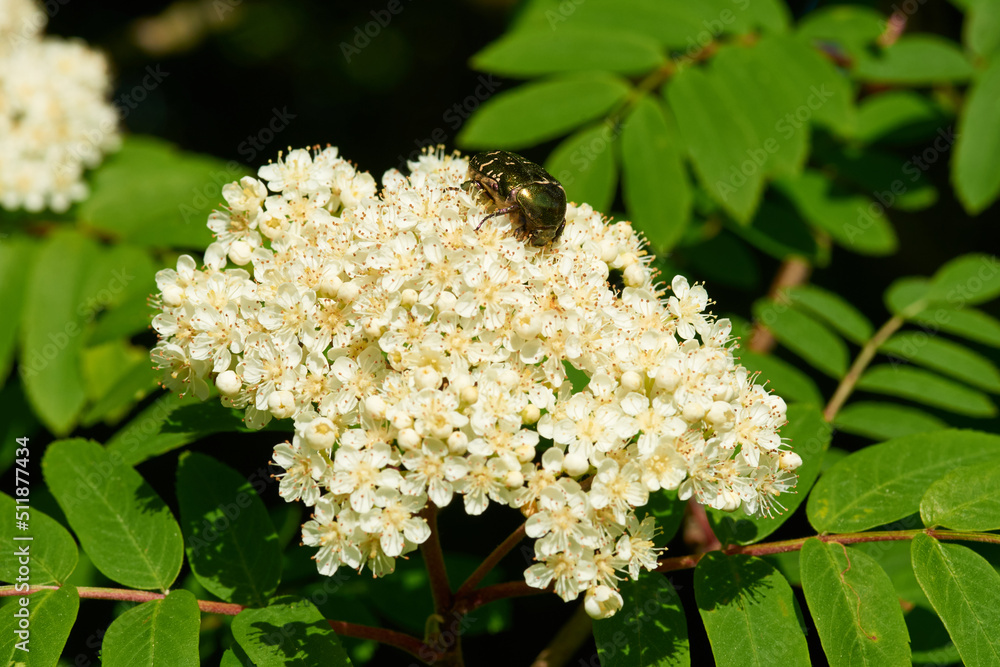 Vogelbeerbaum, Eberesche mit Gemeiner rosenkäfer, Goldglänzender Rosenkäfer Vogelbeerbaum, Eberesche mit Gemeiner rosenkäfer, Goldglänzender Rosenkäfer