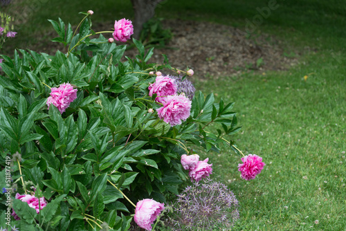 heavy peony blossoms leaning towards the grassy ground