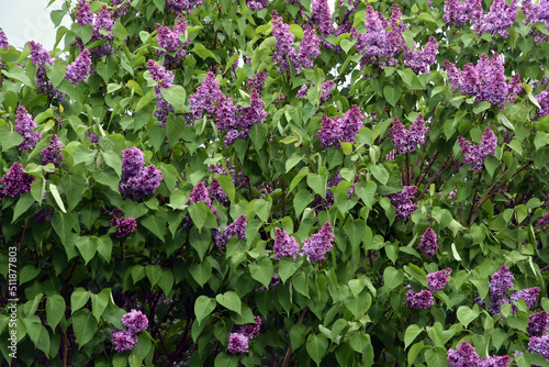 Wallpaper Mural Blooming lilac trees in the Lilacs garden in Moscow Torontodigital.ca