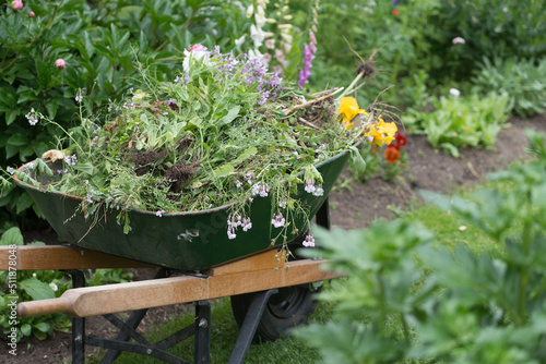 wheelbarrow with garden waste (i.e. compost)