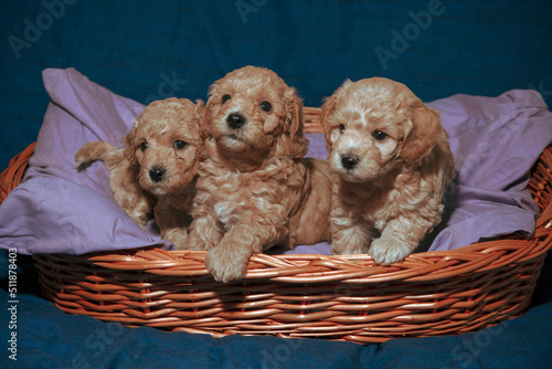 Five-week-old Poochon puppies posing in a basket photo