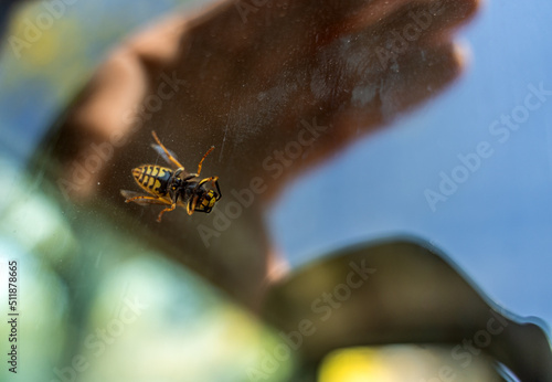 Honeybee Anthidium sticticum, Megachilidae isolated on a dark background photo