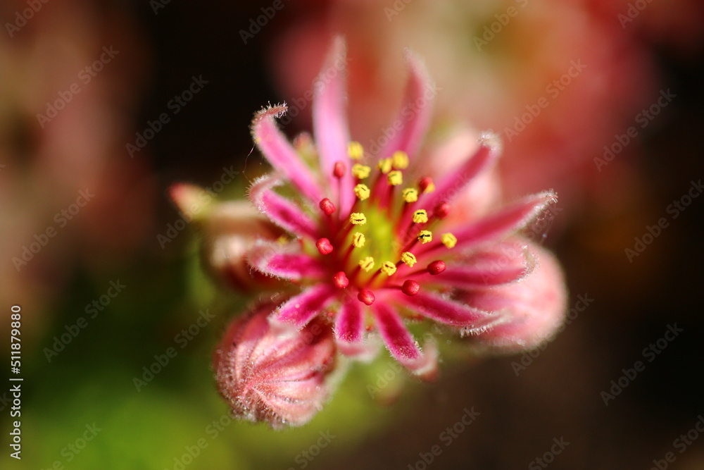 Sempervivum Cmirall's Yellow Rojnik succulent cactus flower Sempervivum Cmirall's Yellow Rojnik succulent cactus flower
