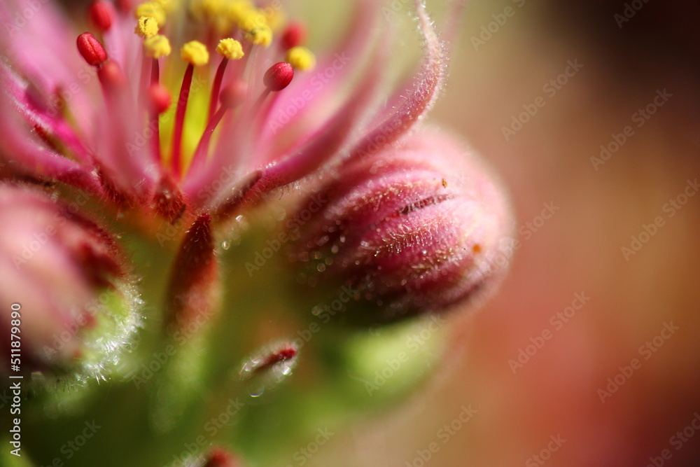 Sempervivum Cmirall's Yellow Rojnik succulent cactus flower Sempervivum Cmirall's Yellow Rojnik succulent cactus flower