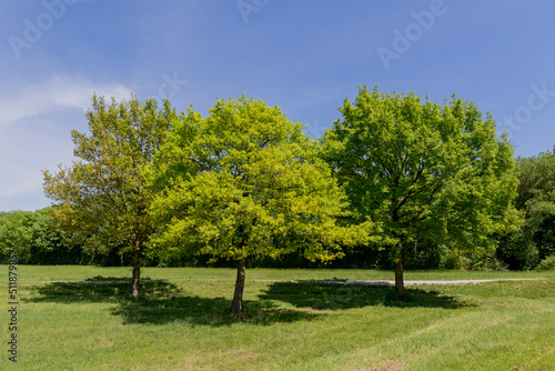 travel germany and bavaria, view at three trees in the middle a a green meadow, a forest in the background