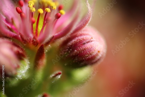 Sempervivum Cmirall s Yellow Rojnik succulent cactus flower