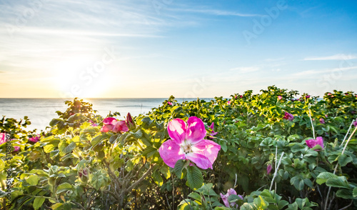 Fototapeta Naklejka Na Ścianę i Meble -  küste