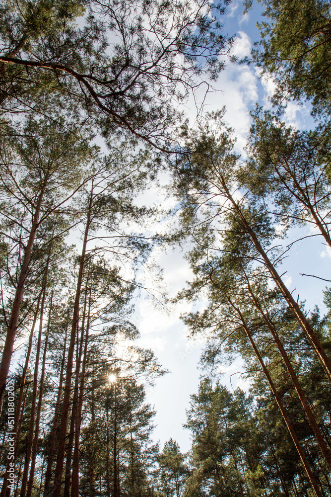 Fototapeta premium Pine forest - trees seen upwards against the sky