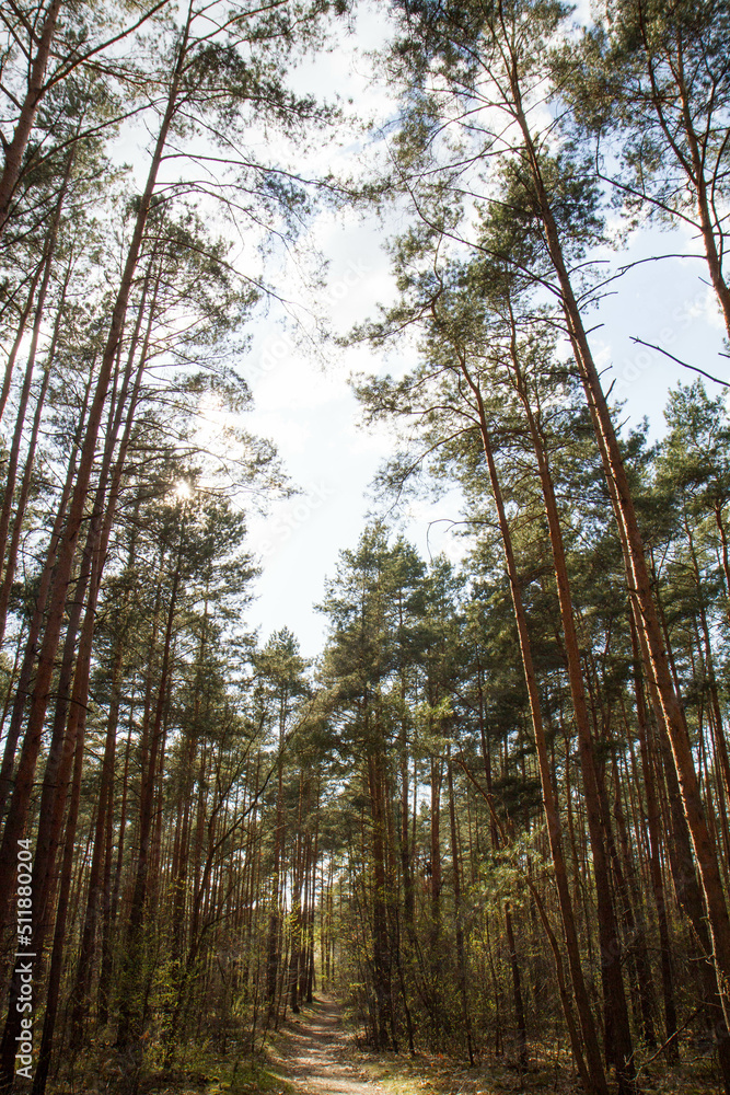 Pine forest - trees seen upwards against the sky Pine forest - trees seen upwards against the sky
