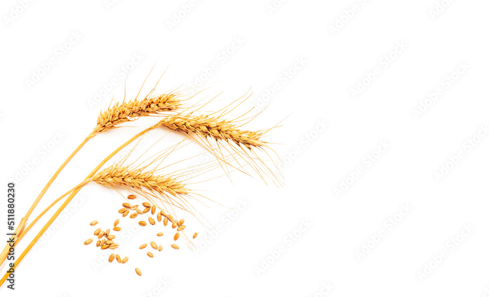 Ears of wheat isolated on white background. The problem of Ukrainian wheat exports due to the war with Russia Ears of wheat isolated on white background. The problem of Ukrainian wheat exports due to the war with Russia