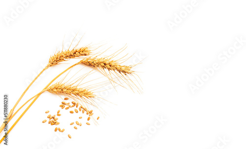 Ears of wheat isolated on white background. The problem of Ukrainian wheat exports due to the war with Russia