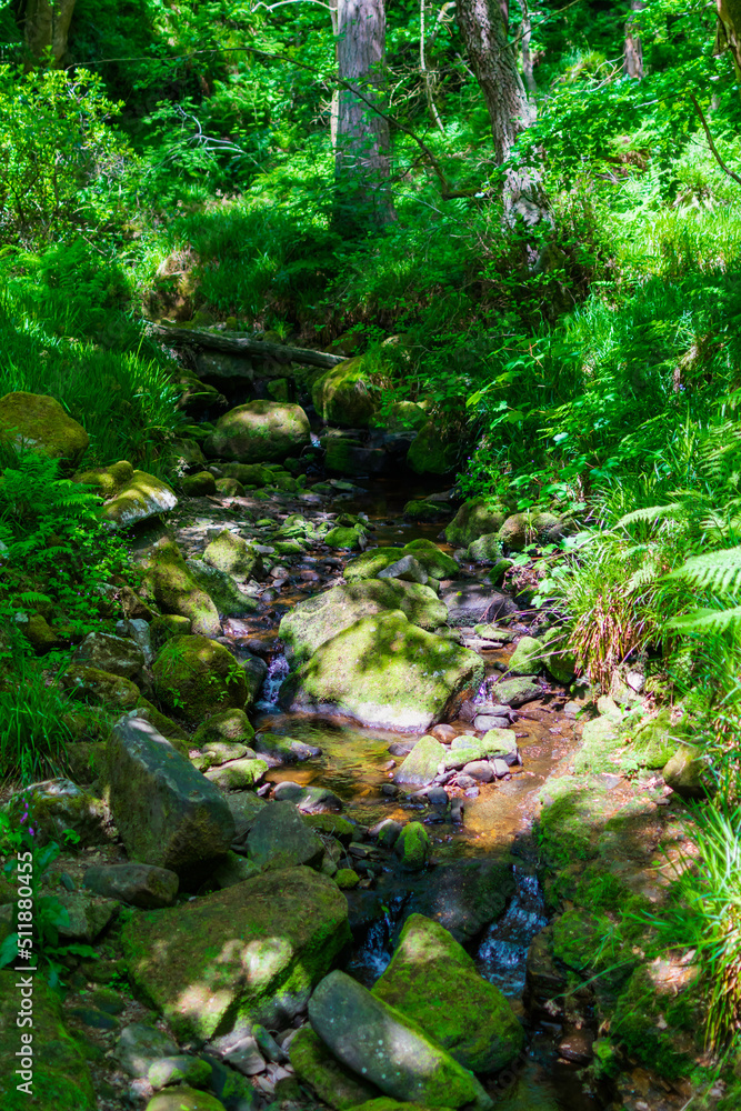 Fototapeta premium stream in the woods