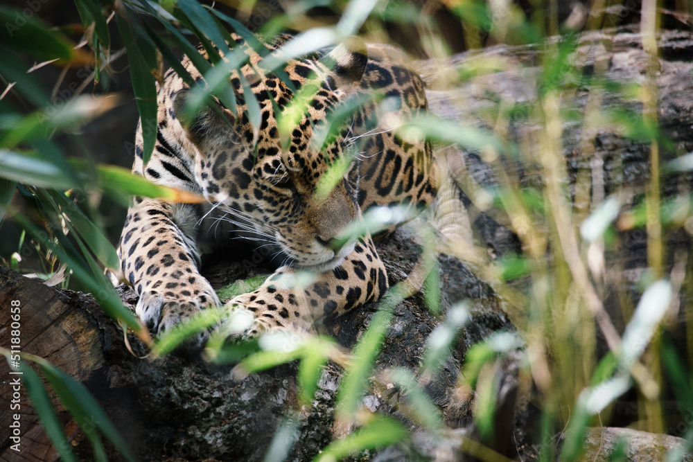 Jaguar lying behind grass. spotted fur, camouflaged lurking. The big cat is a predator. Jaguar lying behind grass. spotted fur, camouflaged lurking. The big cat is a predator.